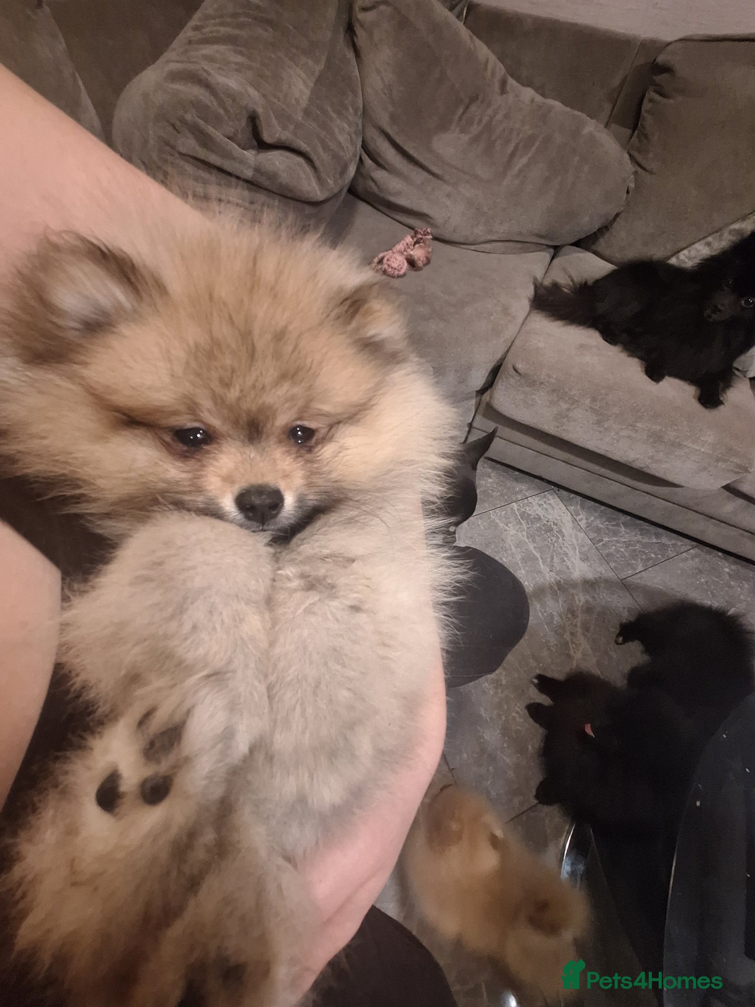 Pomeranian dogs KC Reg Tiny Pom Pups - Advert 2