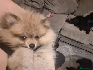 Pomeranian dogs KC Reg Tiny Pom Pups - Advert 2