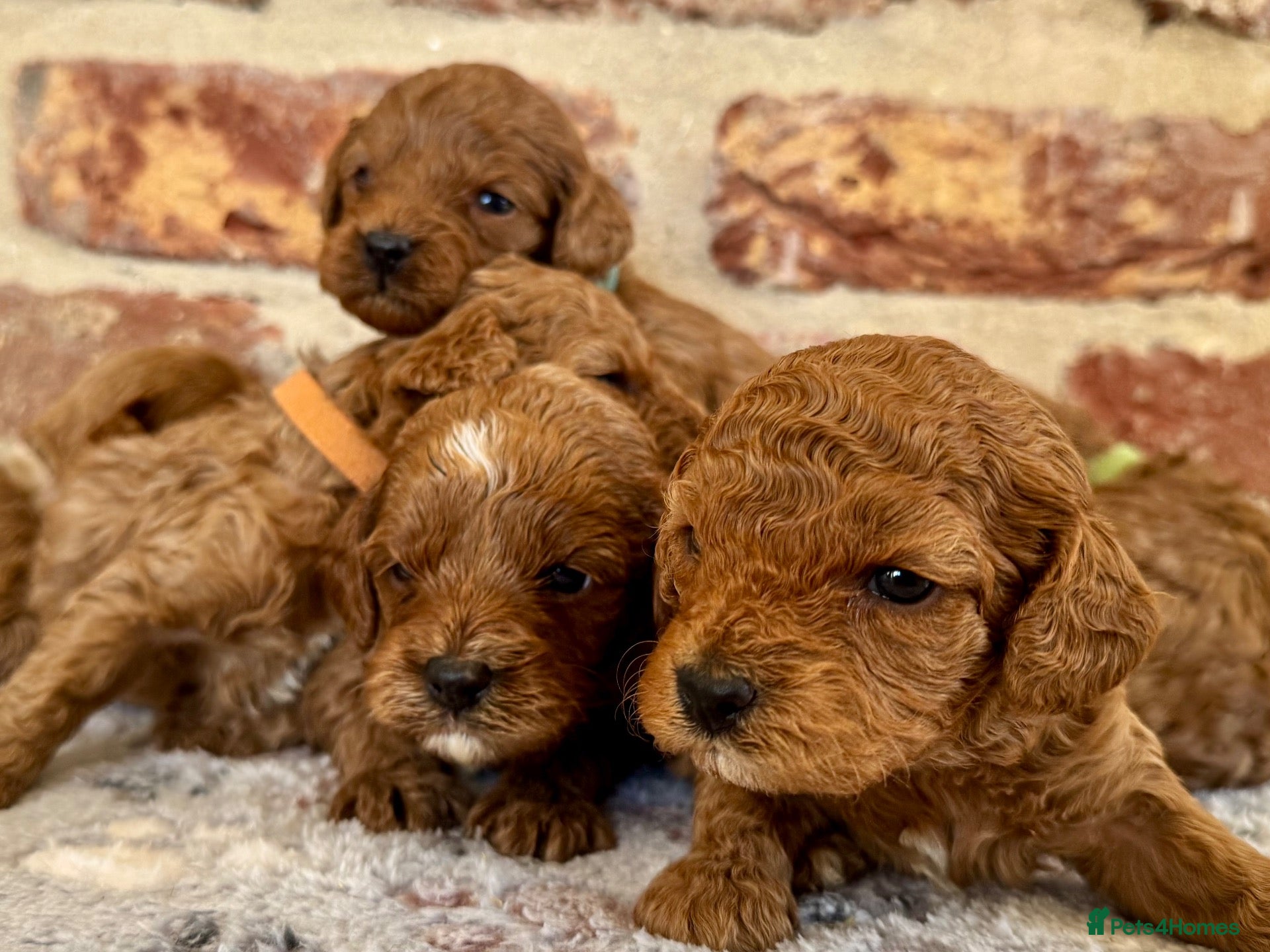 Cavapoo dogs F1b Cavapoo females 🩷🧡 - Advert 1