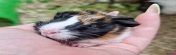 Guinea Pig rodents for sale: Pair of brothers - Advert 6