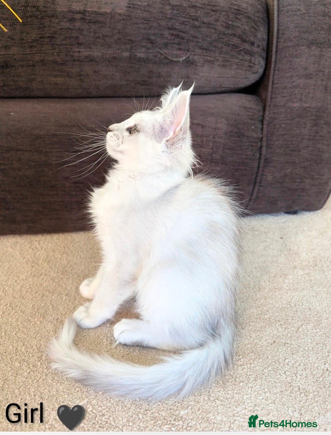 Maine Coon cats Ticked & Shaded Maine Coon Kittens  - Advert 2