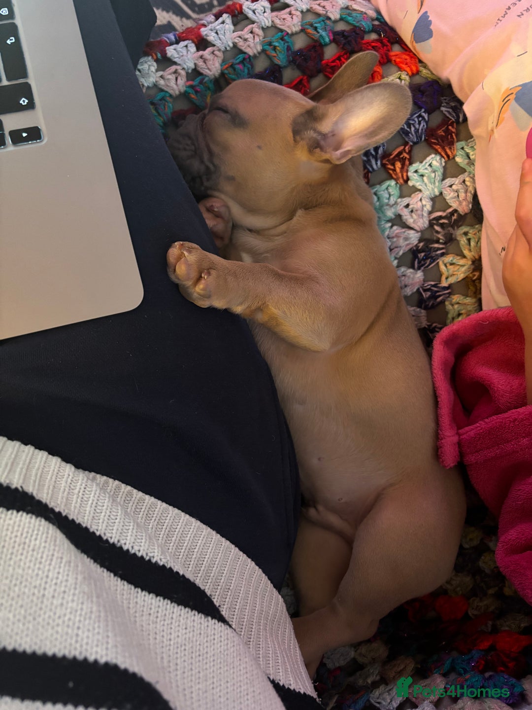 French Bulldog dogs for sale: Beautiful Frenchie Puppy Looking For Loving Home - Advert 6