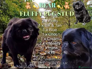 Pug dogs FLUFFY PUG STUD Blue Choc Black Tan carrier Husky - Advert 10