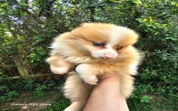 Pomeranian dogs for sale: ONLY 1 PUPPY LEFT NOW! - Image 34