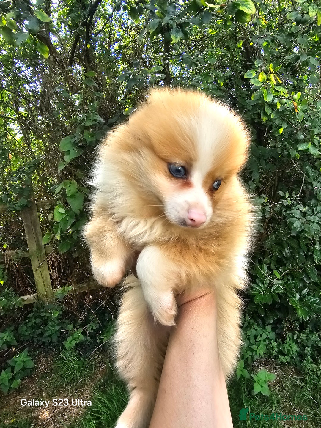 Pomeranian dogs for sale: ONLY 1 PUPPY LEFT NOW! - Image 34