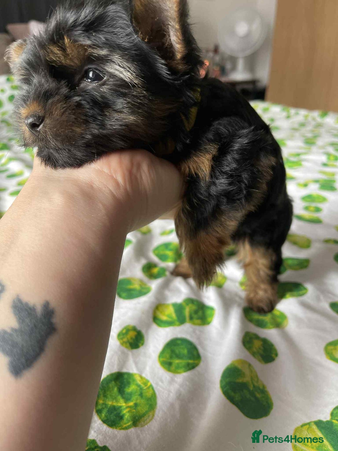 Yorkshire Terrier dogs for sale: 6 lovely Yorkshire puppies  - Image 14