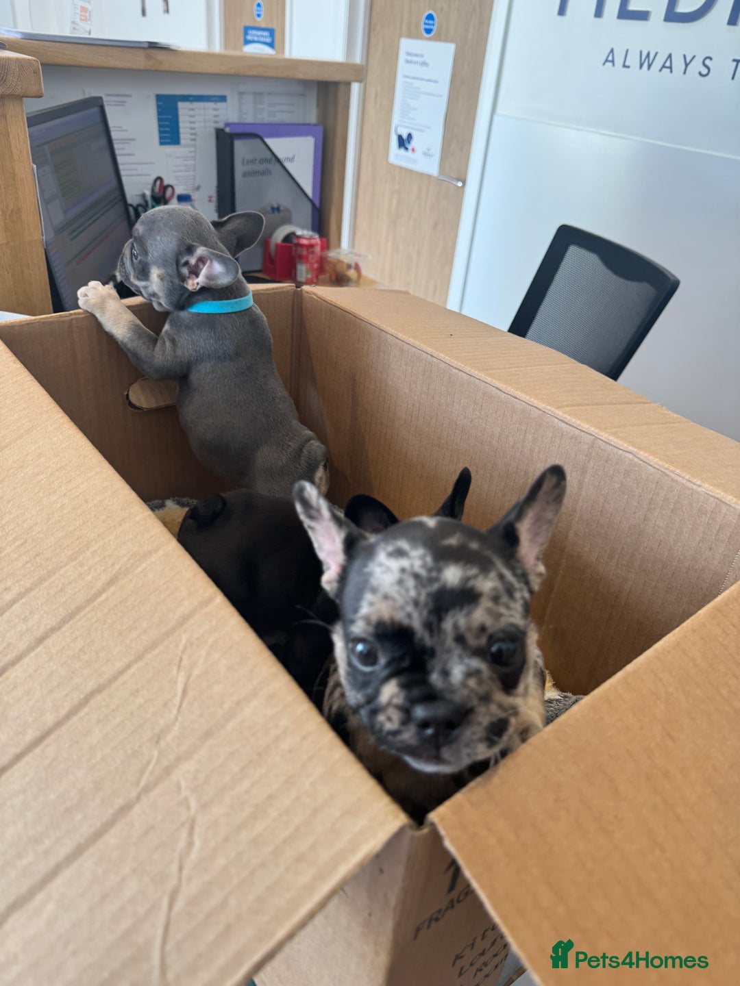 French Bulldog dogs for sale: 2 puppies remaining - French Bulldog puppies  - Image 6