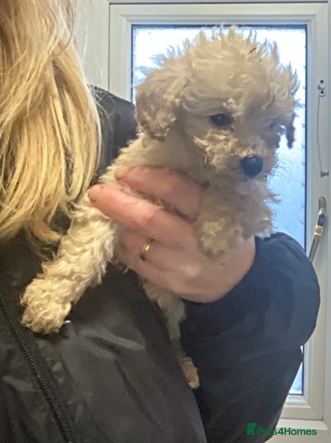 Doxiepoo dogs for sale: Beautiful toy poodle 3/4 puppies - Advert 5