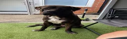Presa Canario dogs for sale: Male Presa Canario - Advert 1