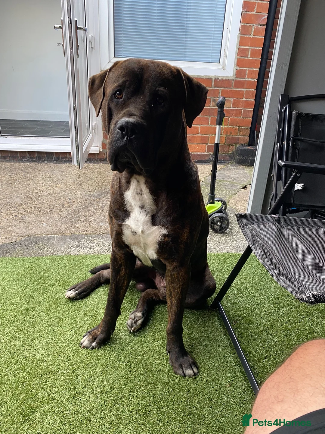 Presa Canario dogs for sale: Male Presa Canario - Advert 1