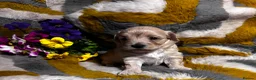 Maltipoo dogs for sale: Maltipoo’s rare colour parents tested Clear PRA - Advert 6