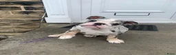 English Bulldog dogs for sale: English bulldog Blue tri Merle in Bradford - Advert 4