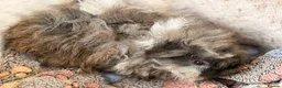 Guinea Pig rodents for sale: LOVELY BABY GUINEA PIGS - Advert 9