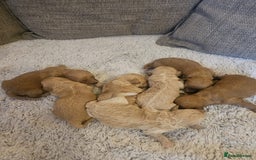 Mixed Breed dogs for sale: Cavachon Puppies for Sale  - Image 3