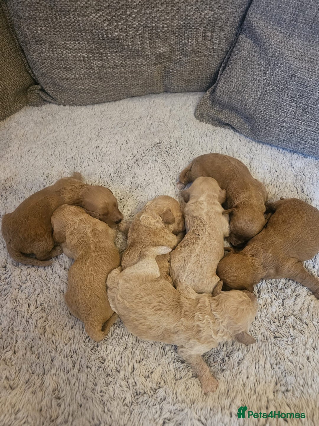 Mixed Breed dogs for sale: Cavachon Puppies for Sale  - Image 3