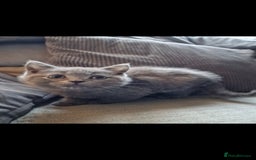 British Shorthair cats for sale: ✨️stunning brittish Shorthair kittens✨️ - Advert 7