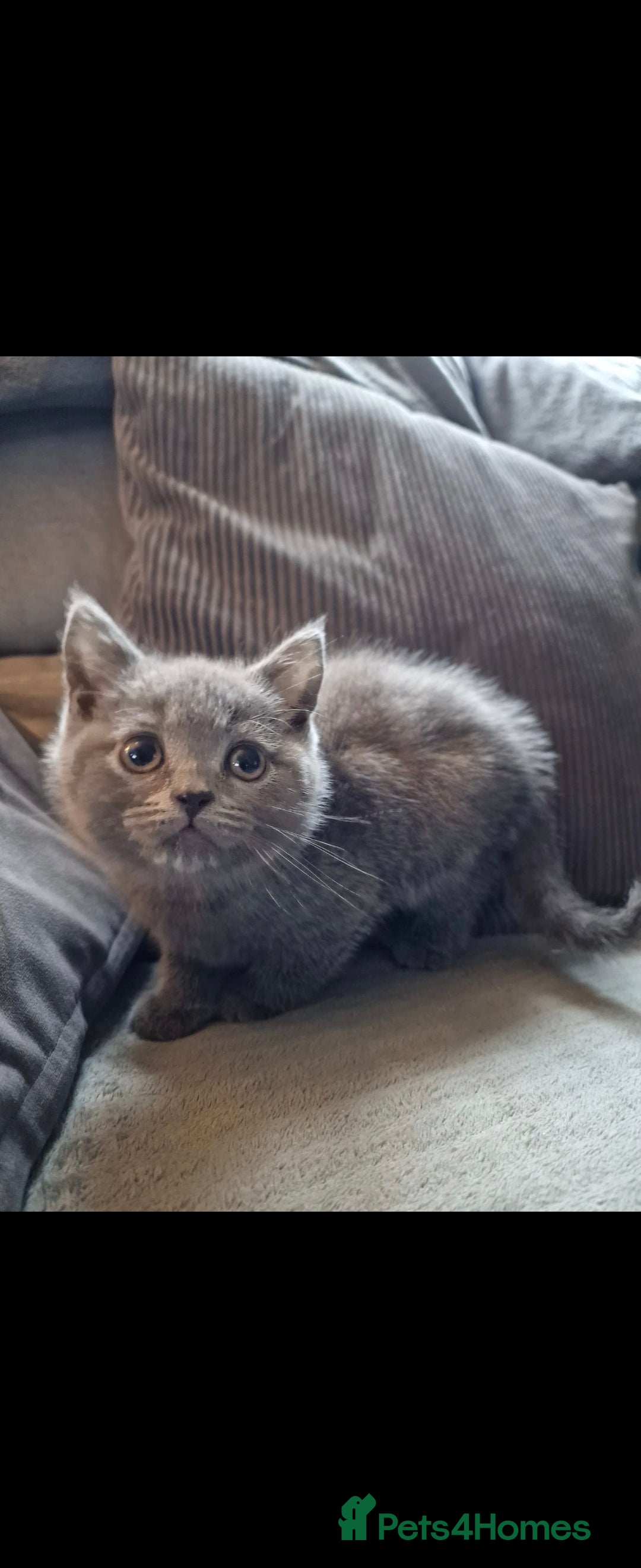 British Shorthair cats for sale: ✨️stunning brittish Shorthair kittens✨️ - Advert 7