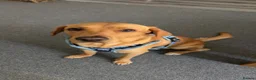 Labrador Retriever dogs for sale: Buddy,  fox red Labrador  in South Shields - Advert 1