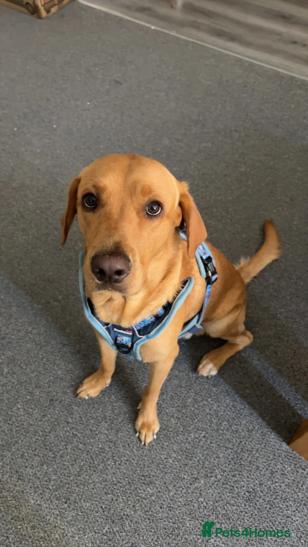 Labrador Retriever dogs for sale: Buddy,  fox red Labrador  in South Shields - Advert 1