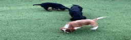 Cavalier King Charles Spaniel dogs for sale: Stunning health tested KC cavalier puppies - Advert 5