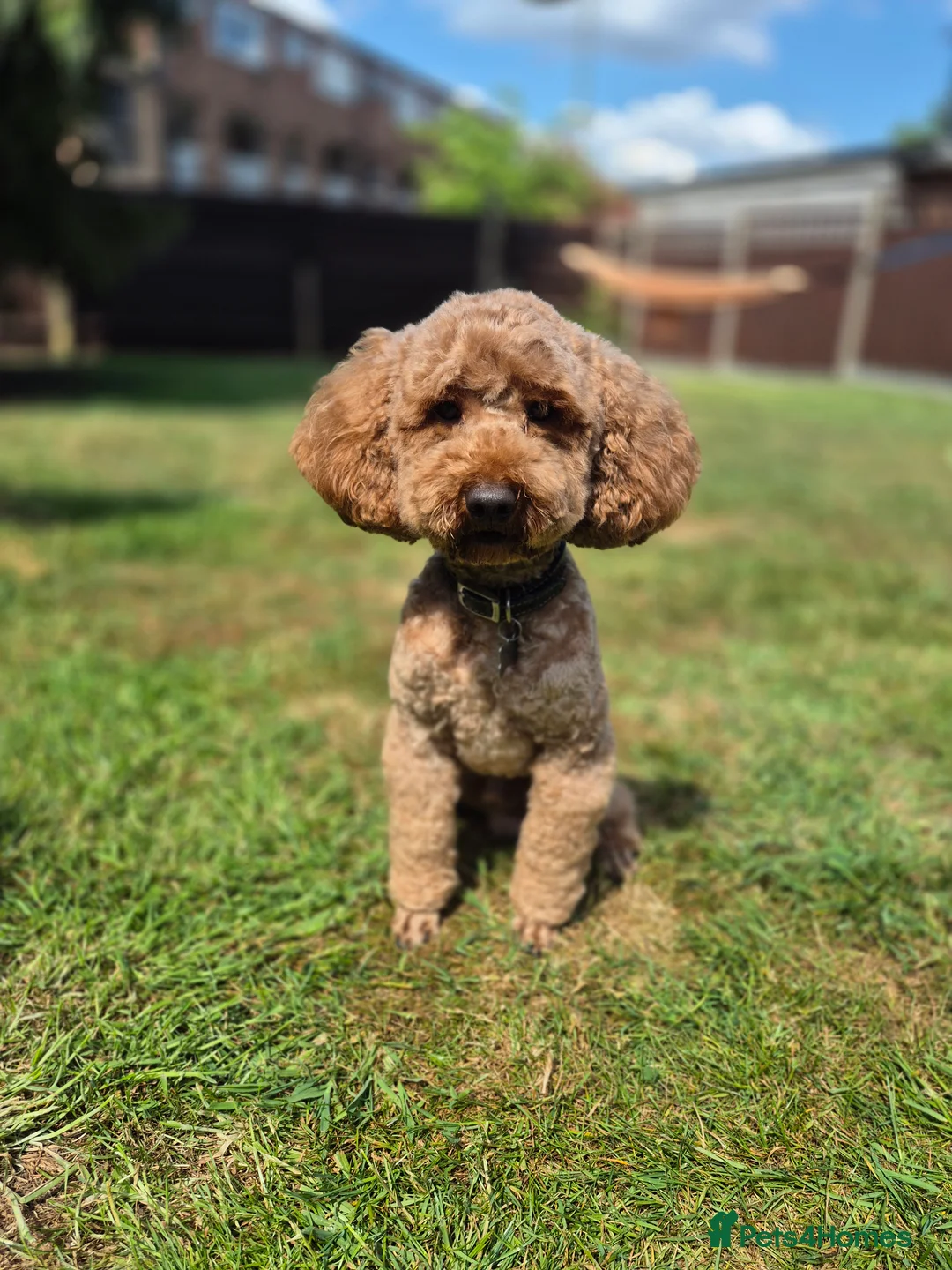 Miniature Poodle dogs for stud: PROVEN Miniature Poodle Stud - Champion Lines KC in Orpington - Advert 2