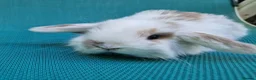 Mini Lop rabbits for sale: Mini lop babies - Advert 13