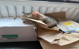 Savannah cats for sale: 3 beautiful kittens  - Image 10