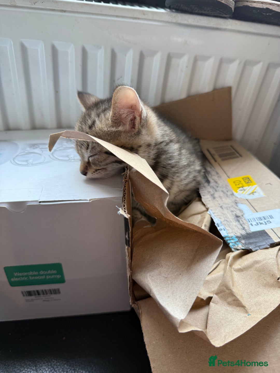 Savannah cats for sale: 3 beautiful kittens  - Image 10