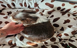 Yorkshire Terrier dogs for sale: DNA TESTED Father - Yorkshire Terrier puppies  - Image 25