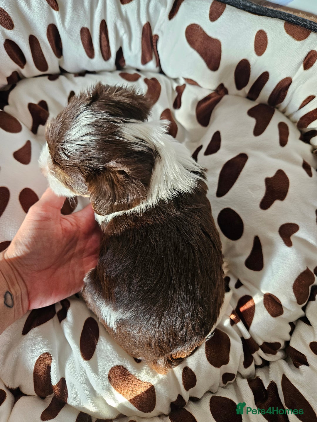 Yorkshire Terrier dogs for sale: DNA TESTED Father - Yorkshire Terrier puppies  - Image 25