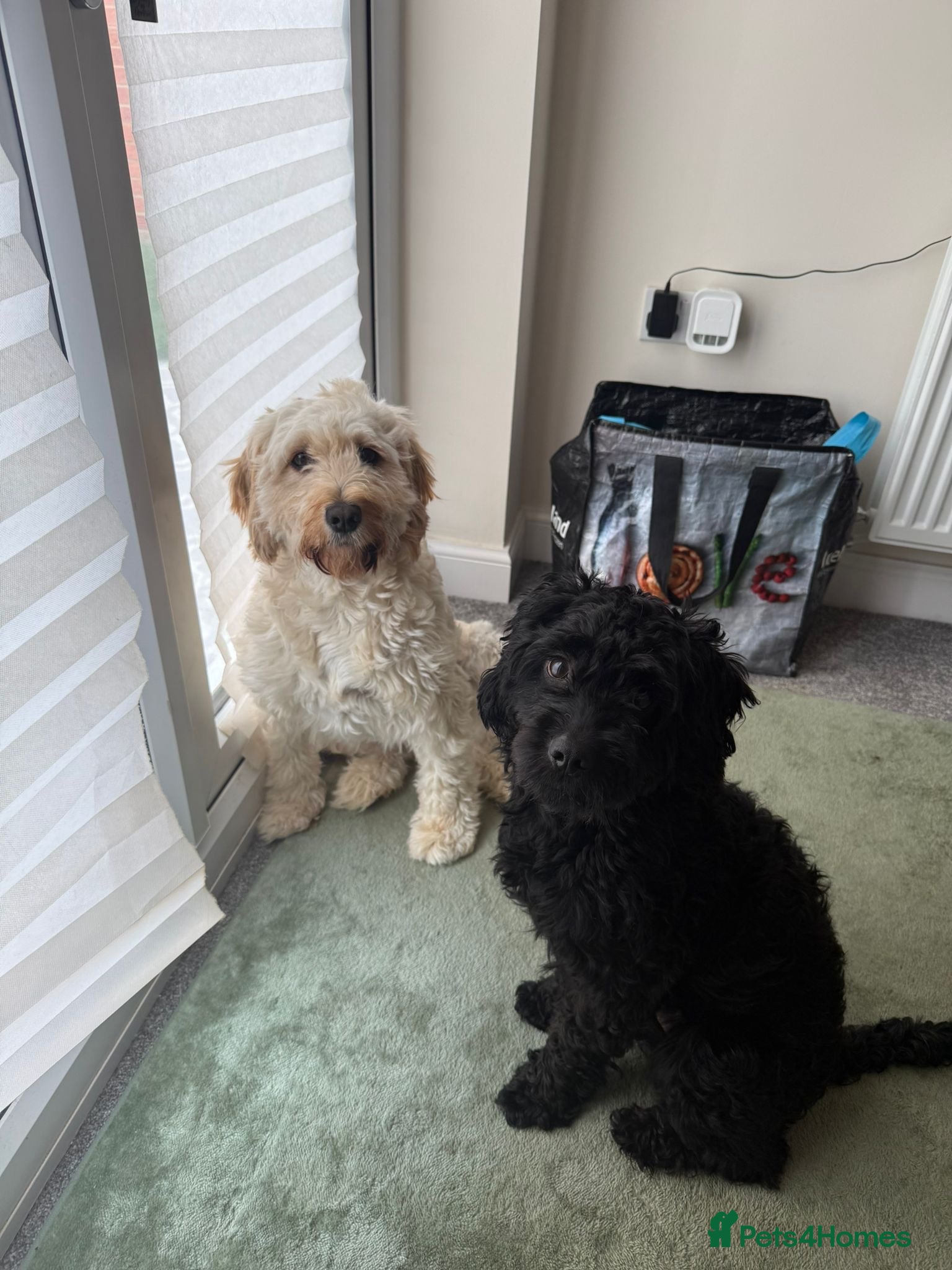 Cockapoo dogs Male and female cockapoo - Advert 1