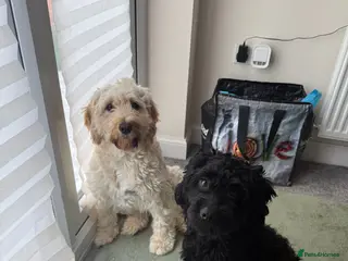 Cockapoo dogs Male and female cockapoo - Advert 1