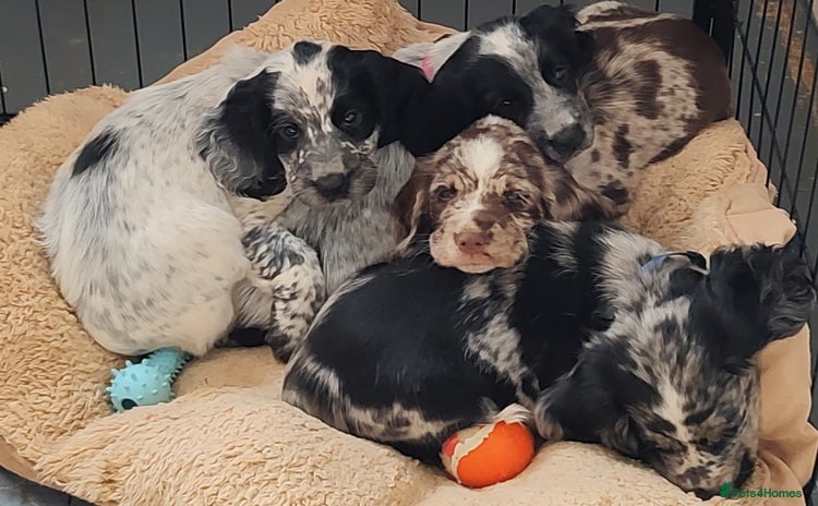 Sprocker dogs - Advert 1