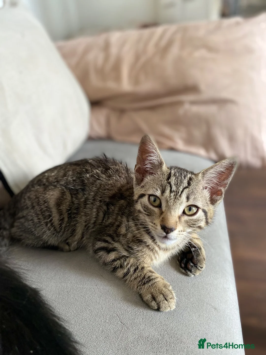 Mixed Breed cats for sale: Beautiful cats - Advert 4