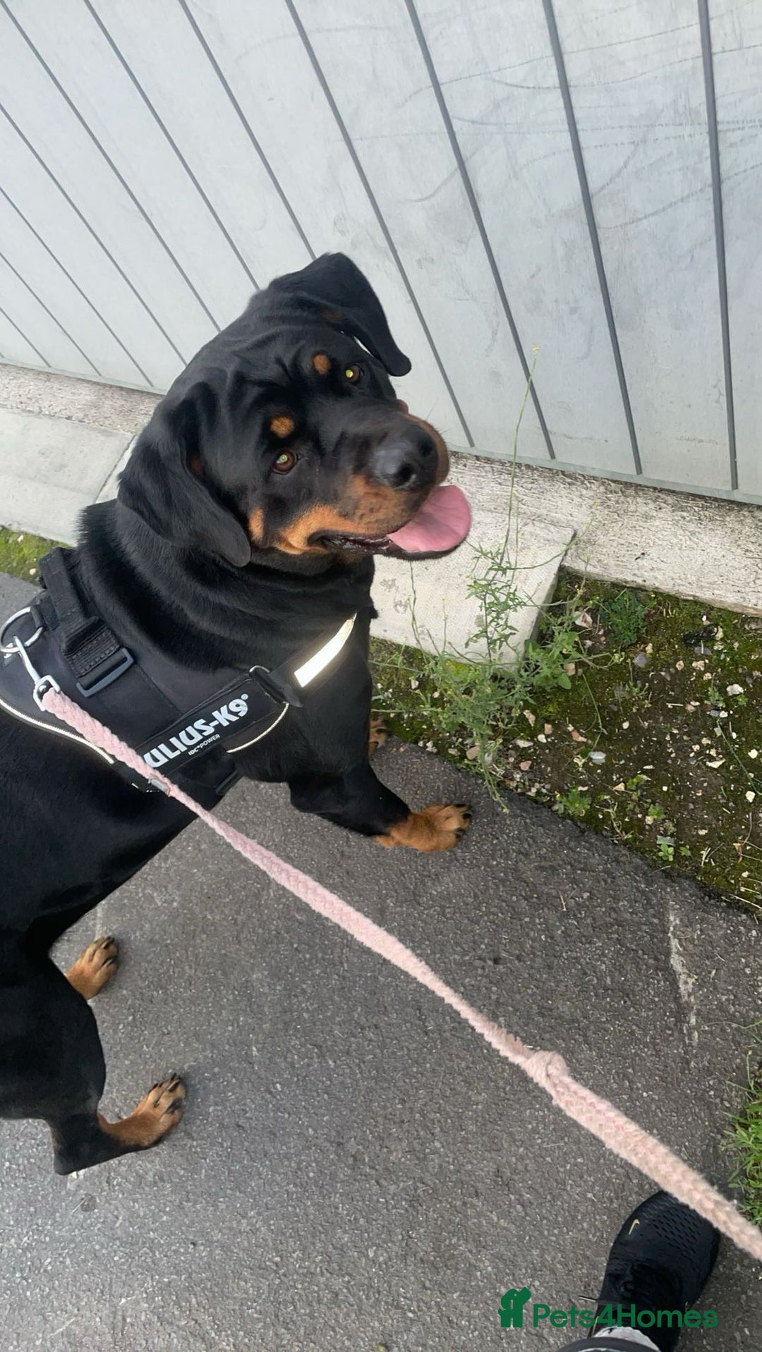 Rottweiler dogs for sale: Beautiful 4 year old Rottweiler  - Advert 14