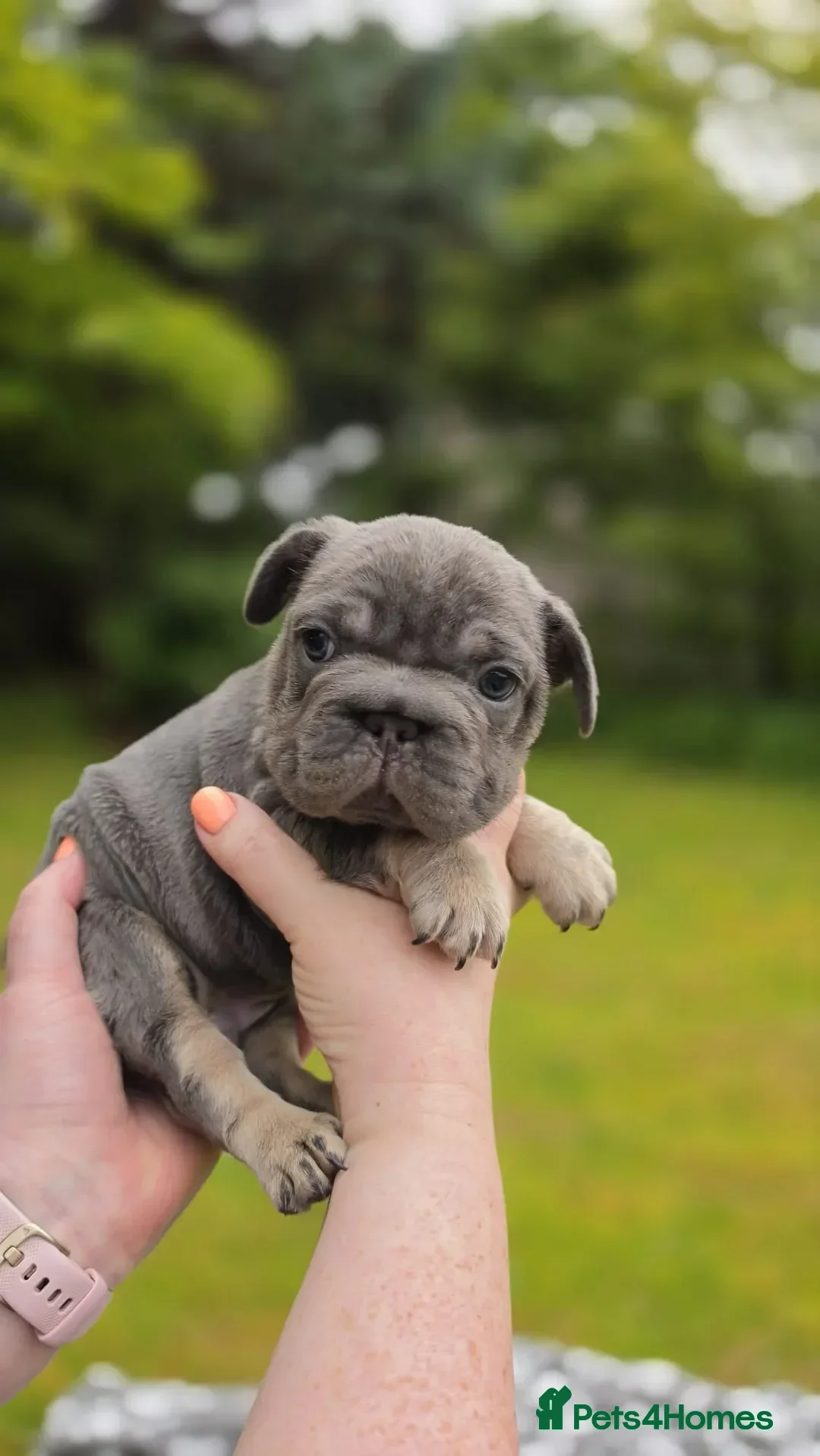 French Bulldog dogs for sale: French Bulldog - Blue/Tan - Advert 1