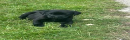 Labrador Retriever dogs for sale: KC registered Black Labrador Pups  - Advert 14