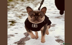 French Bulldog dogs for adoption: BEAR - needs a new, loving home. - Image 3