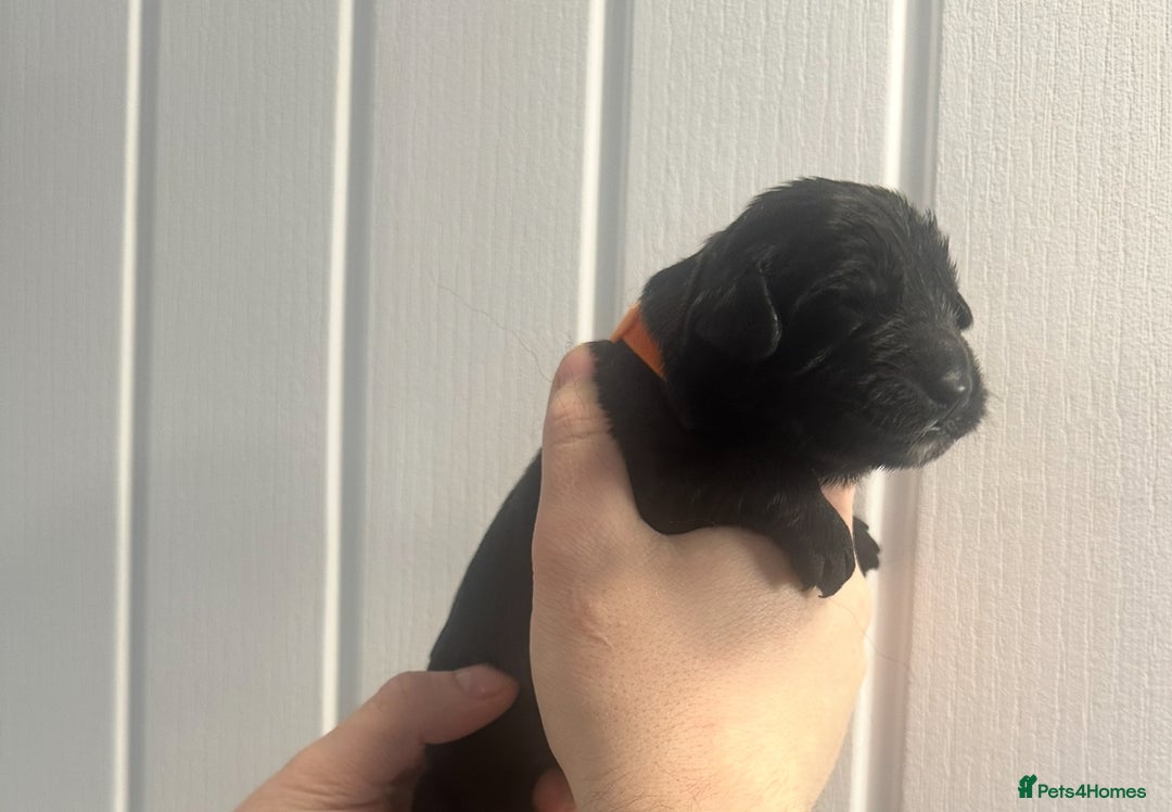 Newfoundland dogs for sale: Stunning Newfoundland Puppies Kc Reg 🐾 - Advert 8