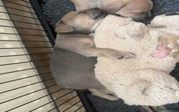 Mixed Breed dogs for sale: French bullhuahua - Image 30