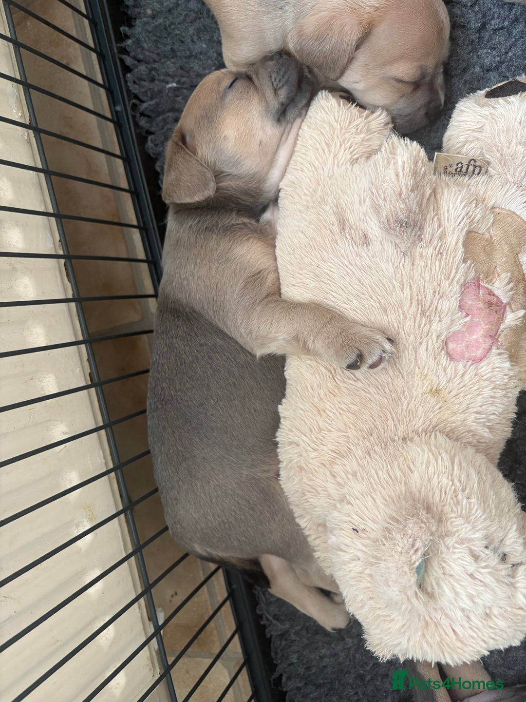 Mixed Breed dogs for sale: French bullhuahua - Image 30