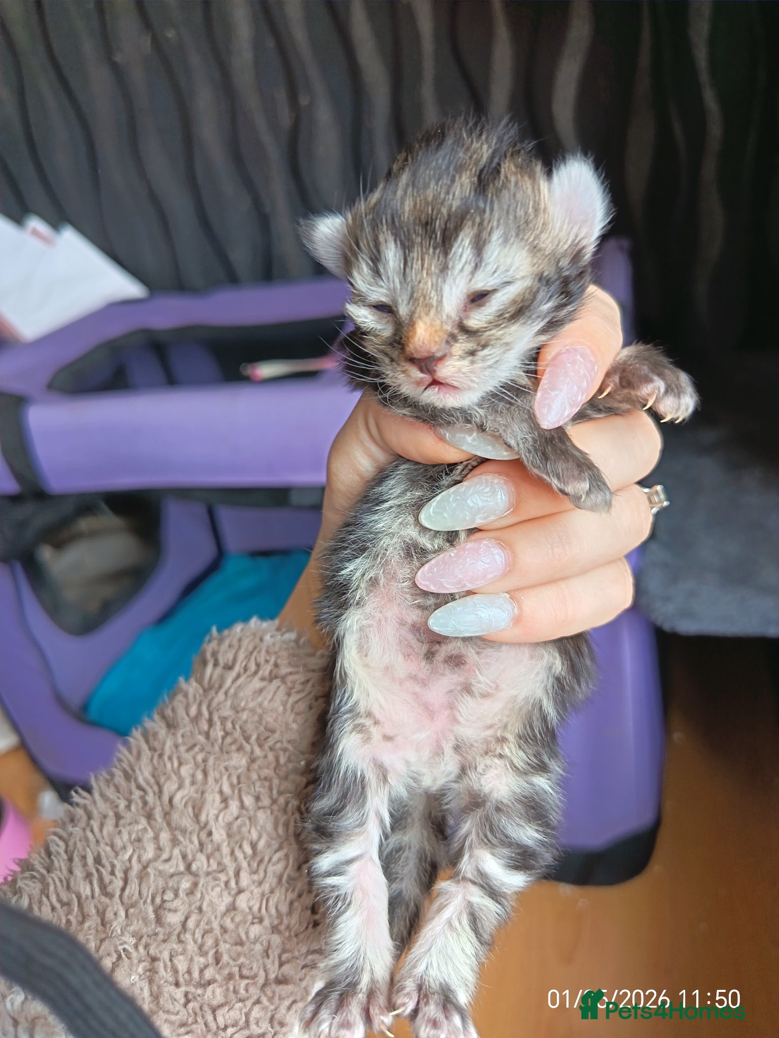 Mixed Breed cats KITTENS LOOKING FOR LOVING HOMES - Advert 5