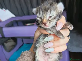 Mixed Breed cats KITTENS LOOKING FOR LOVING HOMES - Advert 10