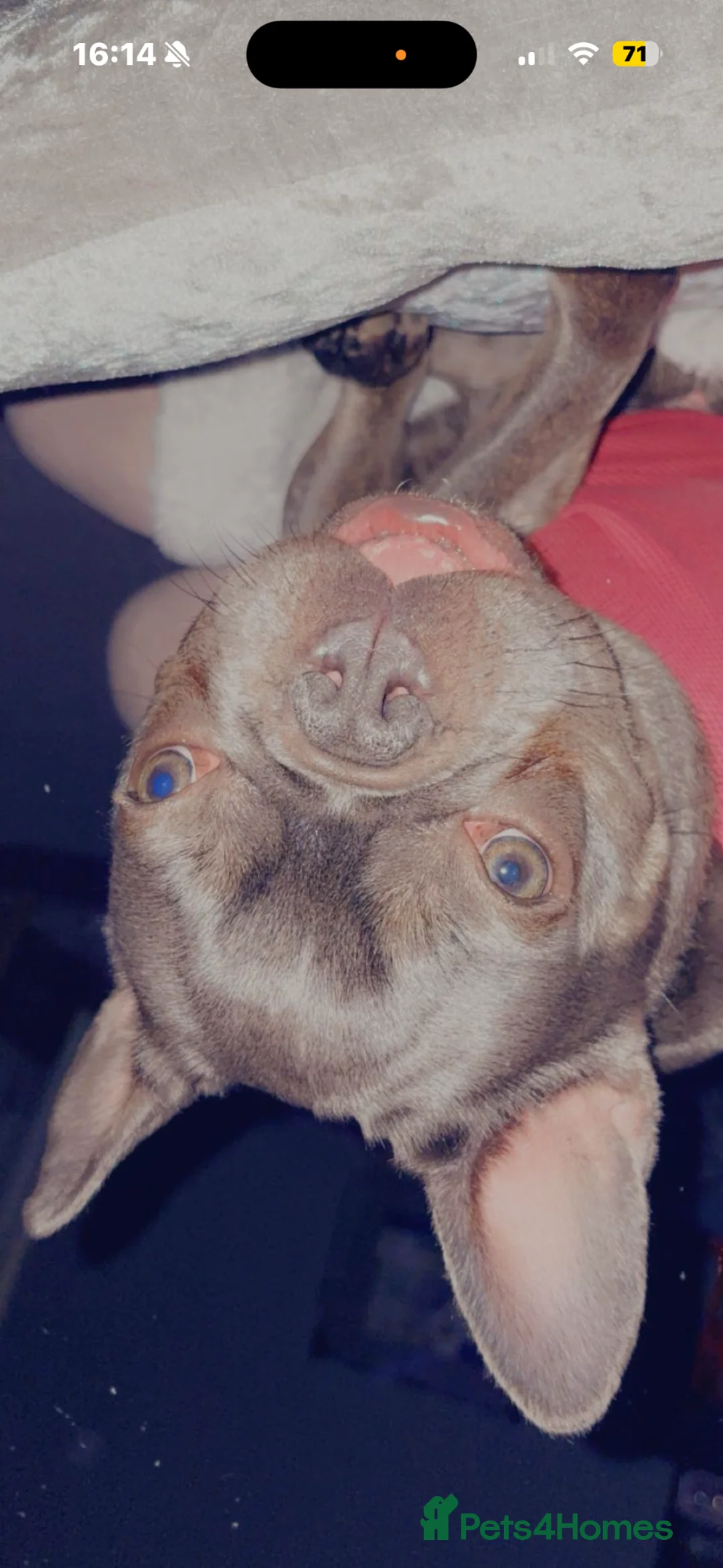 French Bulldog dogs for sale: Bonnie - Advert 1