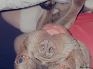 French Bulldog dogs Bonnie - Advert 5