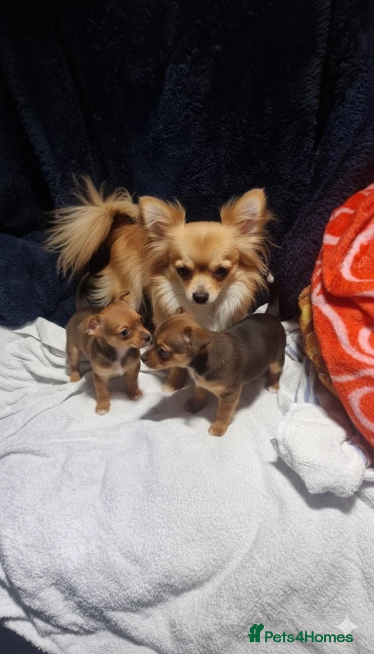 Chihuahua dogs Chihuahuas - Advert 1