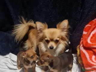 Chihuahua dogs Chihuahuas - Advert 1