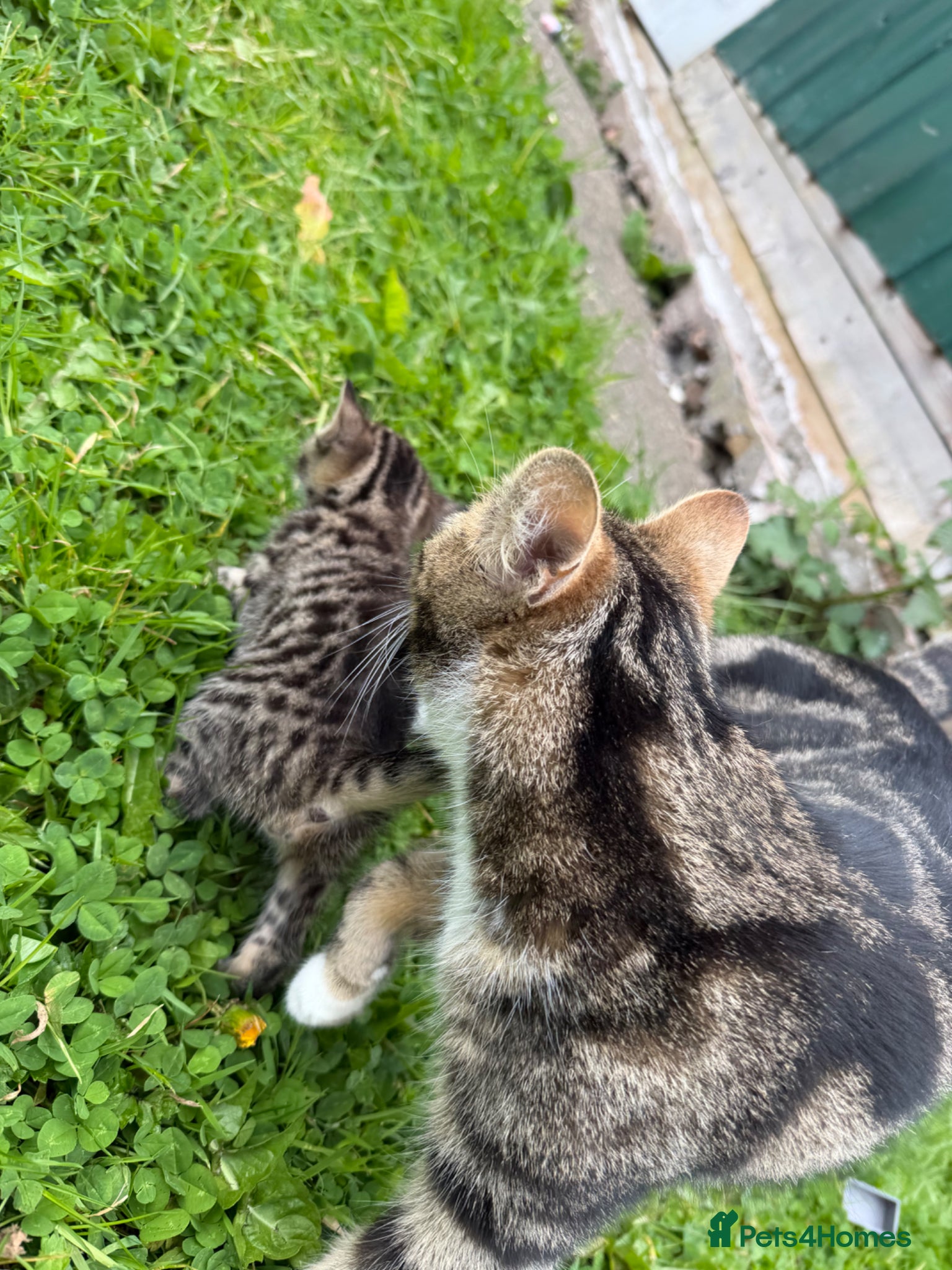 Bengal cats for sale: Three bengal mainecoon males  - Advert 1