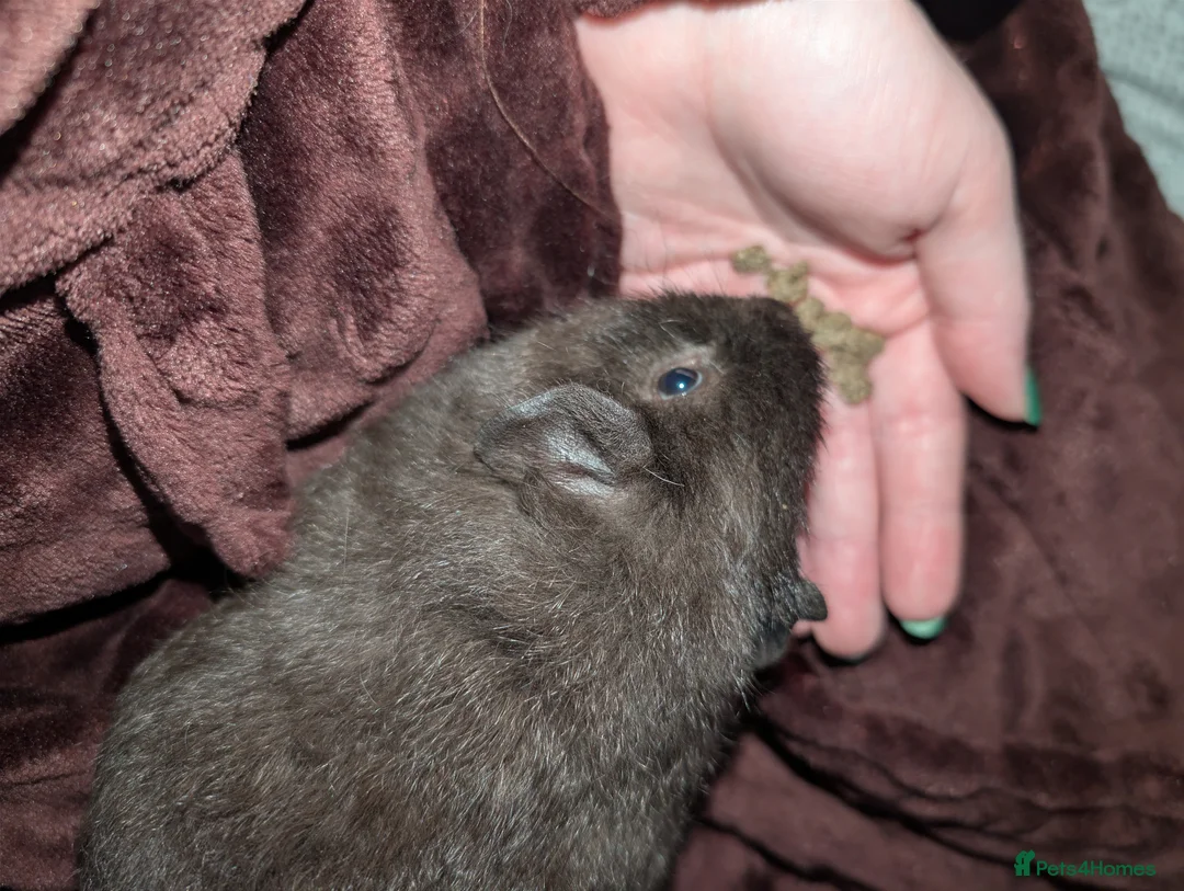 Guinea Pig rodents for sale: 4 mo Chocolate Male Silk Teddy Guinea pig in Leeds - Advert 1