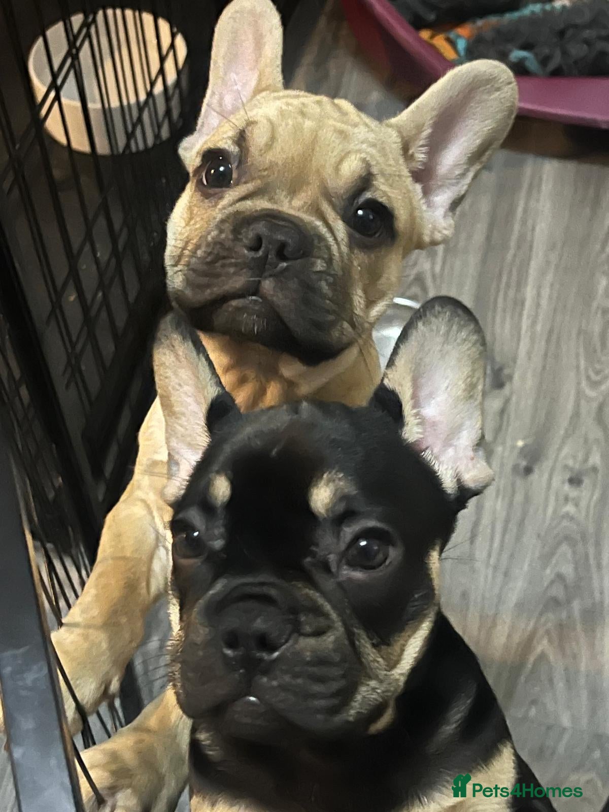 French Bulldog dogs 2 beautiful boys waiting for their forever homes  - Advert 2